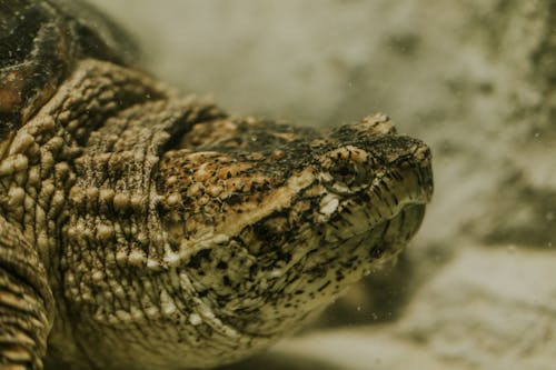 A close up of a turtle's head and neck