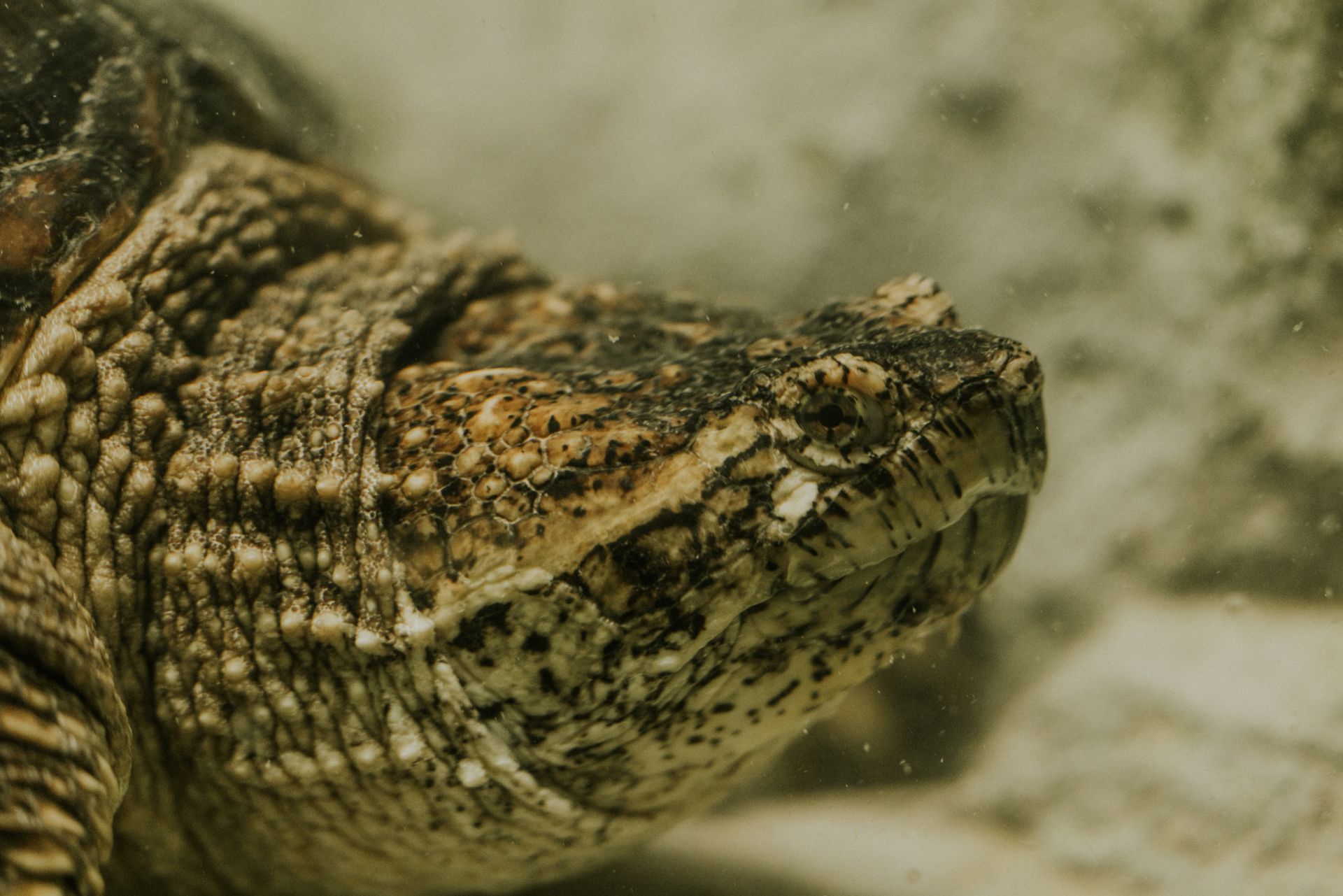 Common Snapping Turtle in Close-up View