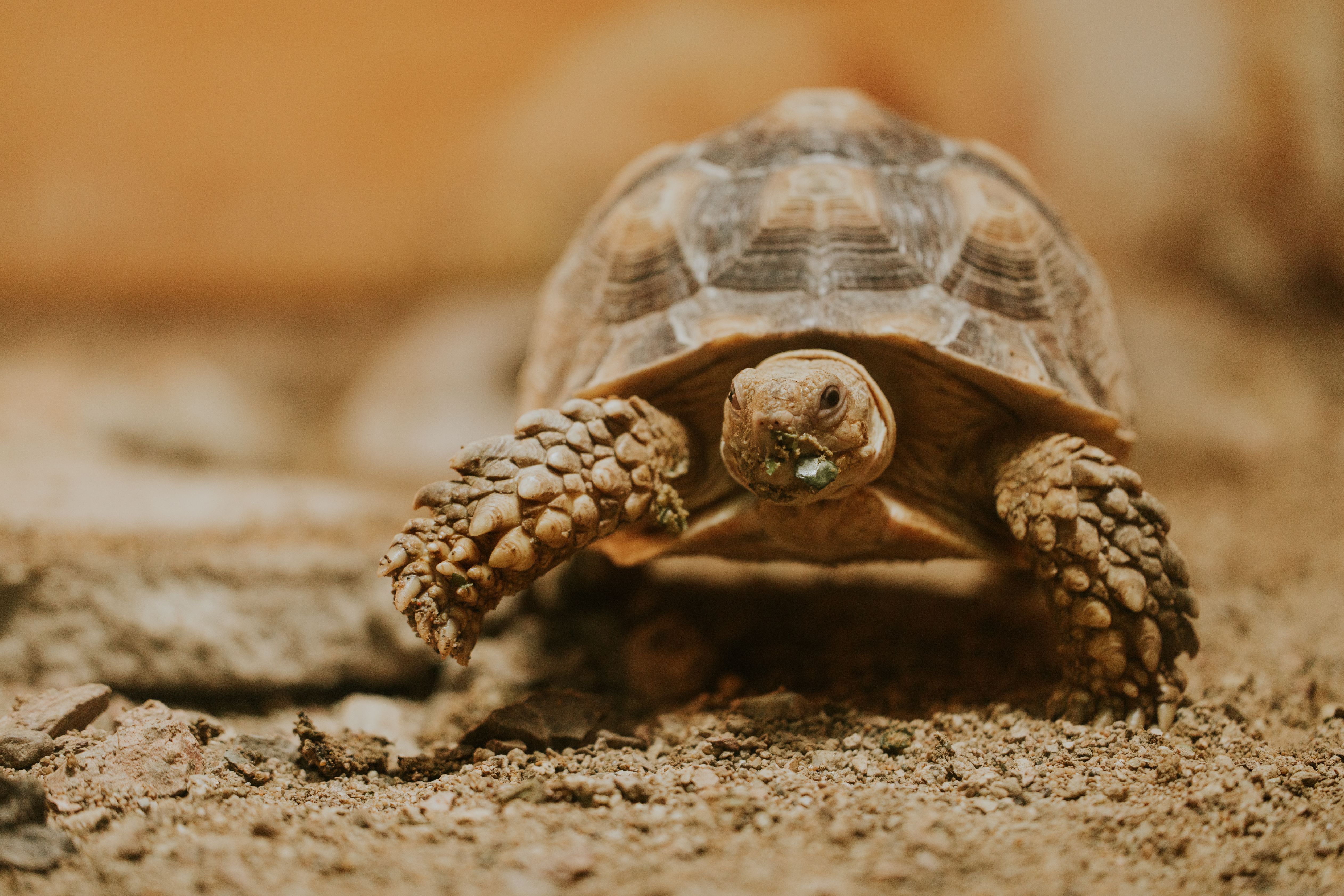 Jurassic dinosaurs had specialized diets to coexist peacefully — Photo by Amar  Preciado on Pexels