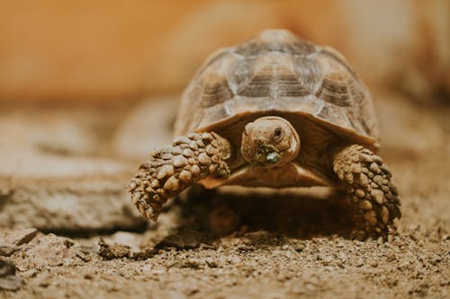 A tortoise is walking on dirt with its head down