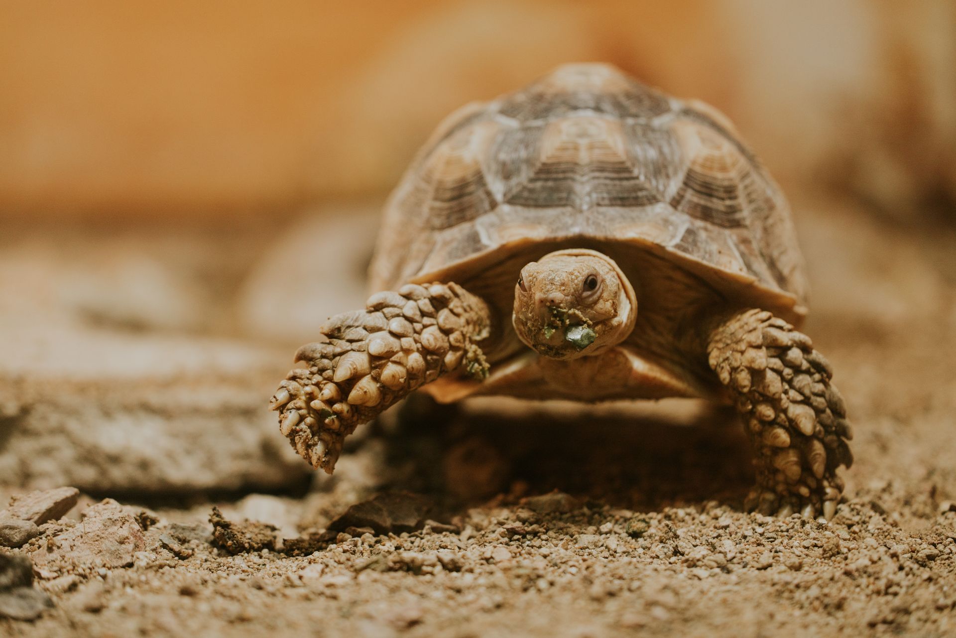 African Spurred Tortoise on Sand