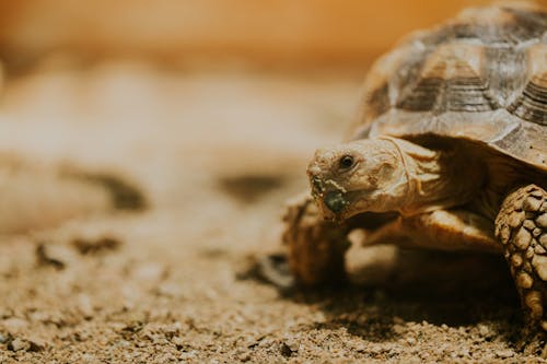 A tortoise is walking on dirt in the desert