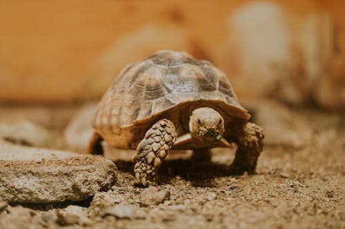 A tortoise walking on the ground in an enclosure