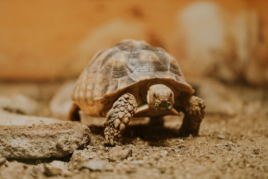Detailed photo of an African spurred tortoise (Centrochelys sulcata) in a terrarium.