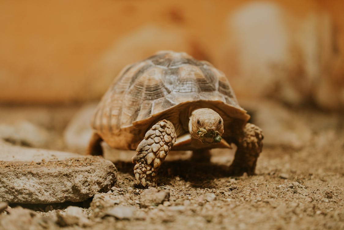 Gratis stockfoto met afrikaanse aangespoorde schildpad, bedreigde, centrochelys sulcata