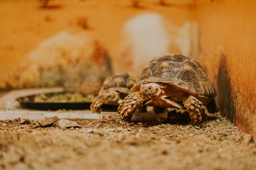 Kostenloses Stock Foto zu afrikanische spornschildkröten, gehege, langsam