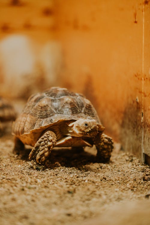 Kostenloses Stock Foto zu afrikanische spornschildkröte, reptil, sand