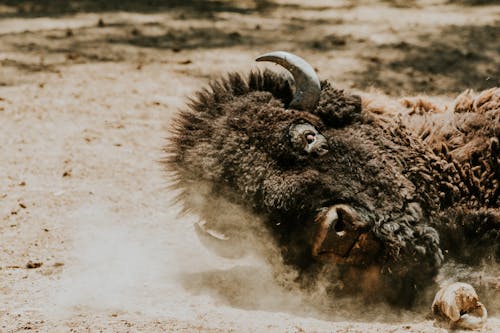 A bison laying on the ground with its head in the air