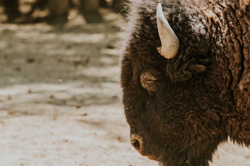 A bison is standing in the dirt with its head down