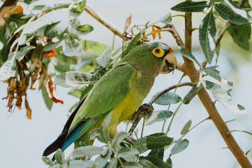 A green parrot perched on a branch