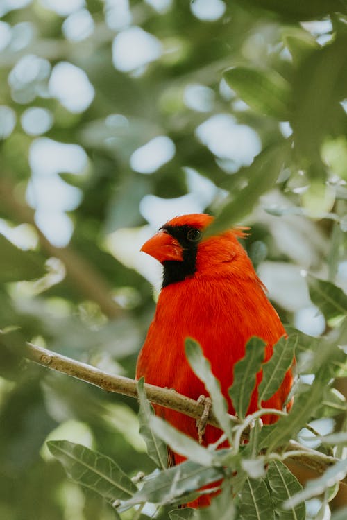 A red bird sitting on a branch in a tree