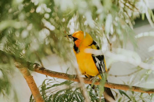 A vivid Altamira oriole perched on a branch, surrounded by lush green leaves.