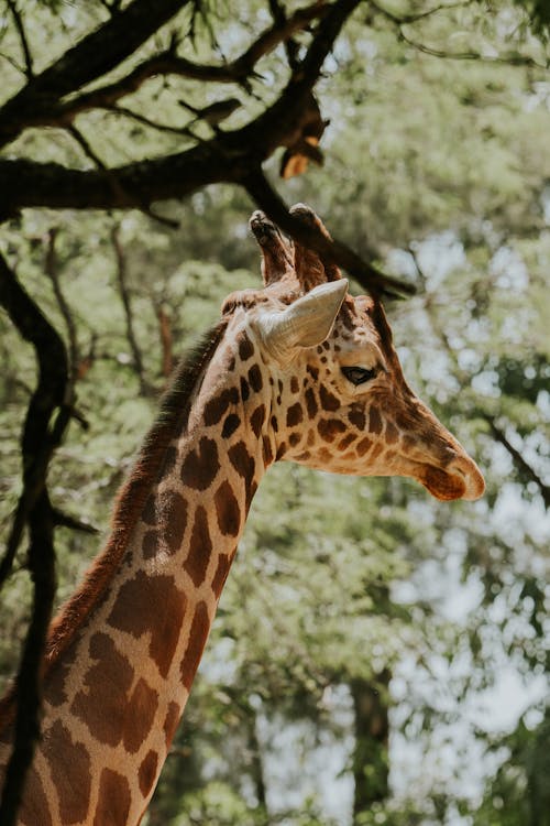 A giraffe is standing in the middle of a forest