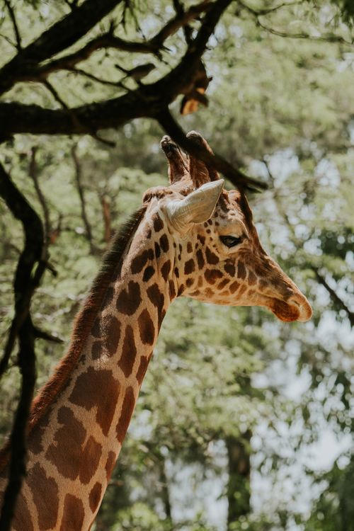 Free A close-up portrait of a giraffe with a majestic long neck in its natural habitat under the trees. Stock Photo