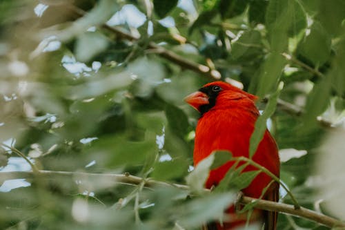 A red bird sitting on a branch in the trees