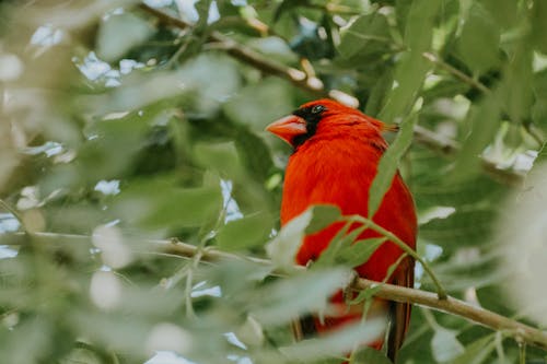 A red bird sitting on a branch in the trees