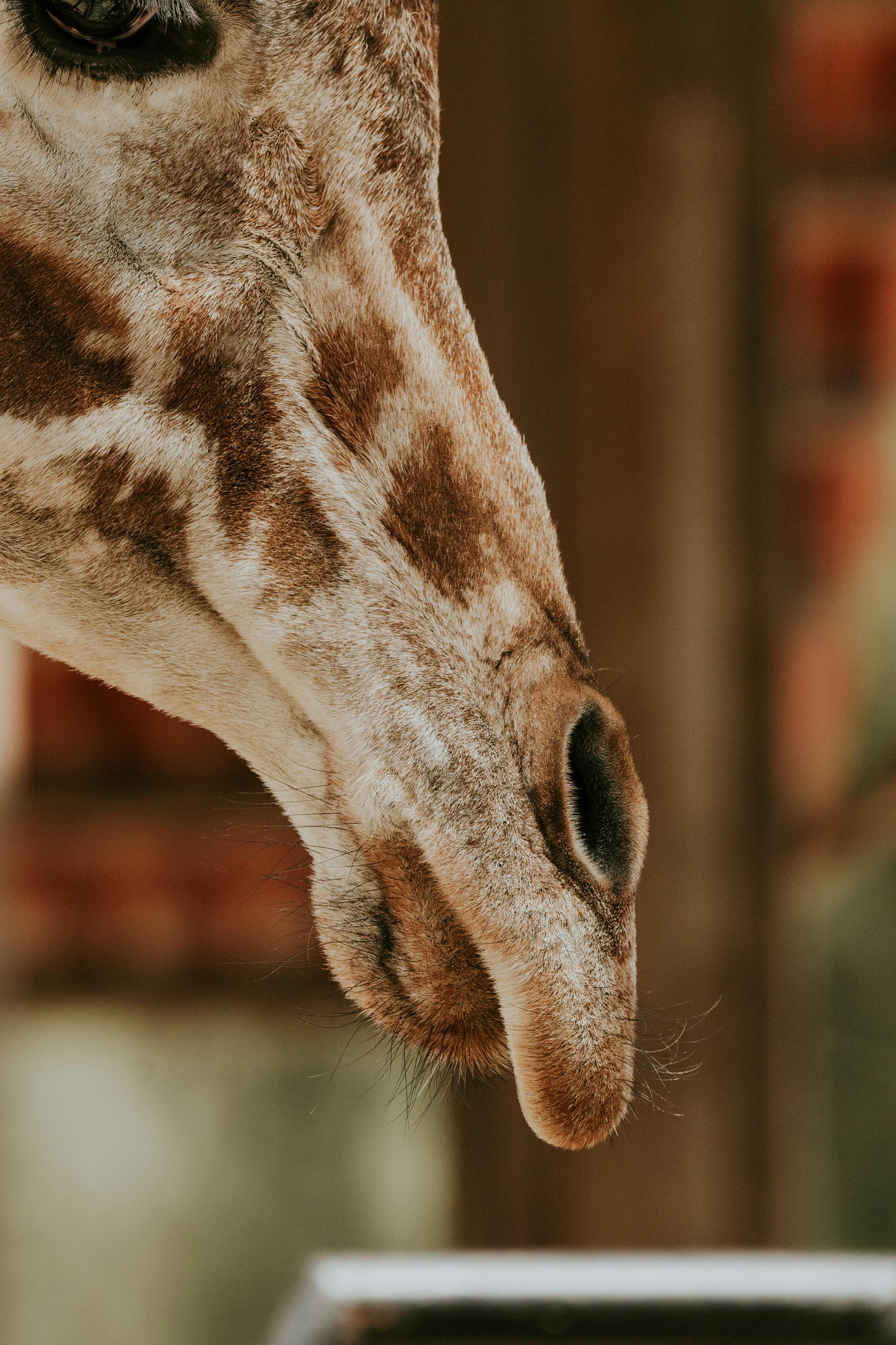 Close-up of a Giraffes Nose · Free Stock Photo