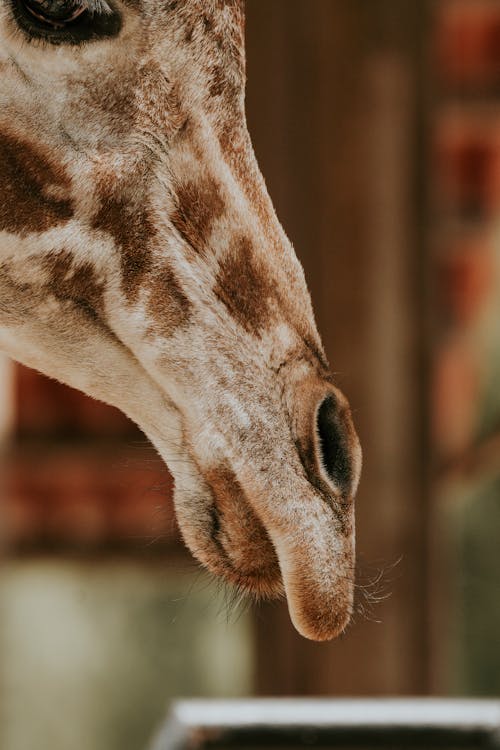 A close up of a giraffe's head