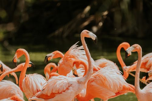 Free A vivid group of pink flamingos standing in a lush outdoor setting Stock Photo