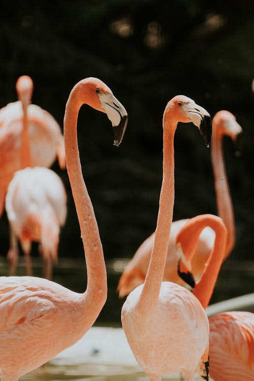 A group of flamingos standing in the water