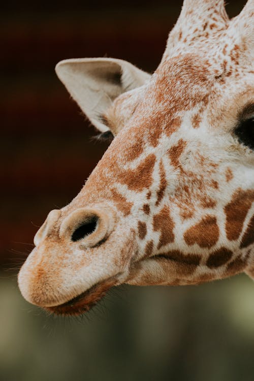 A close up of a giraffe's face