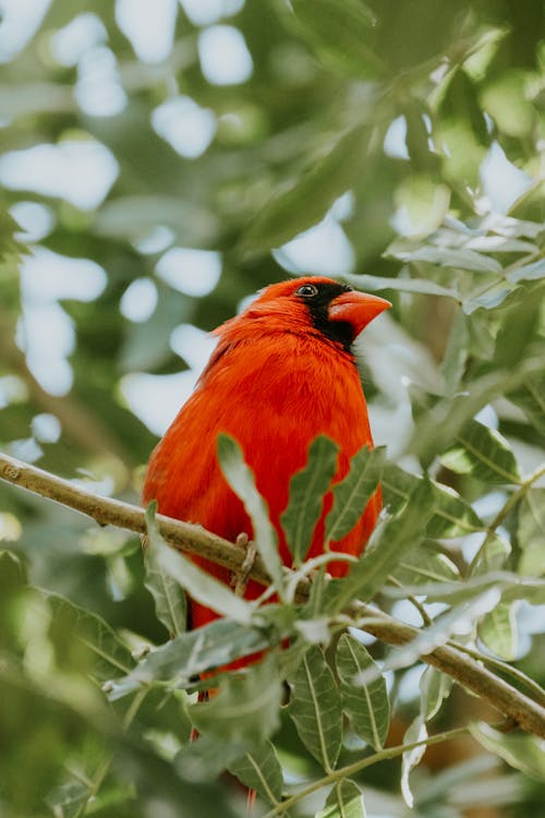 Foto stok gratis burung, Daun-daun, fotografi binatang