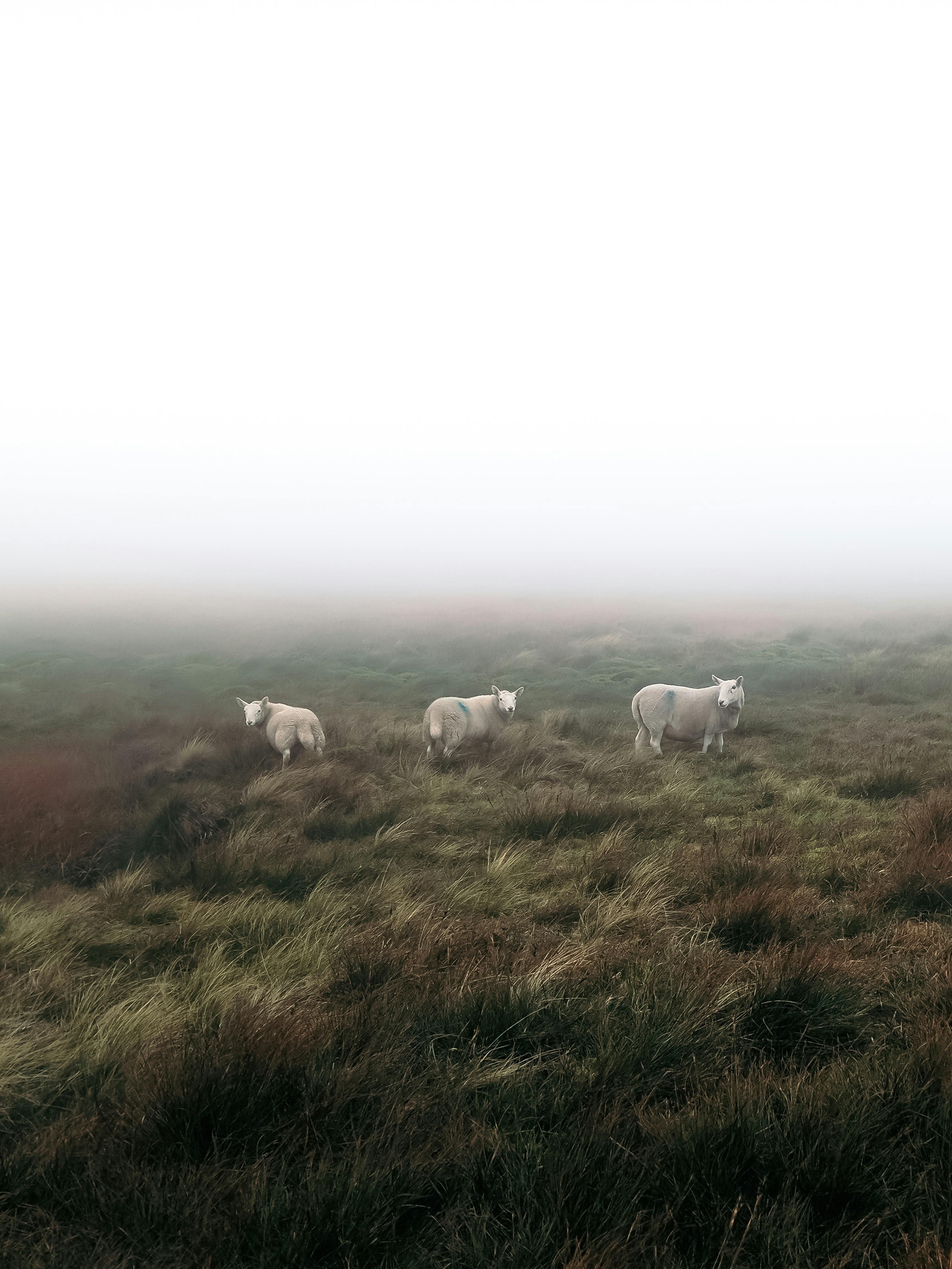 Ethereal image of sheep grazing in a foggy rural meadow, capturing serene countryside charm.