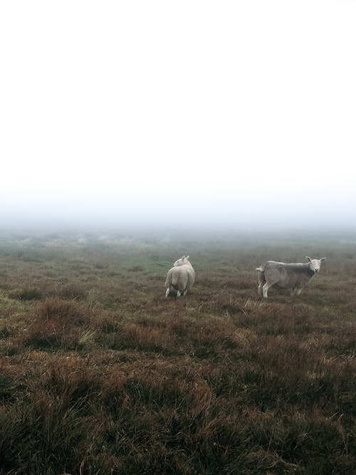 Gratis stockfoto met dierenfotografie, mist, schapen