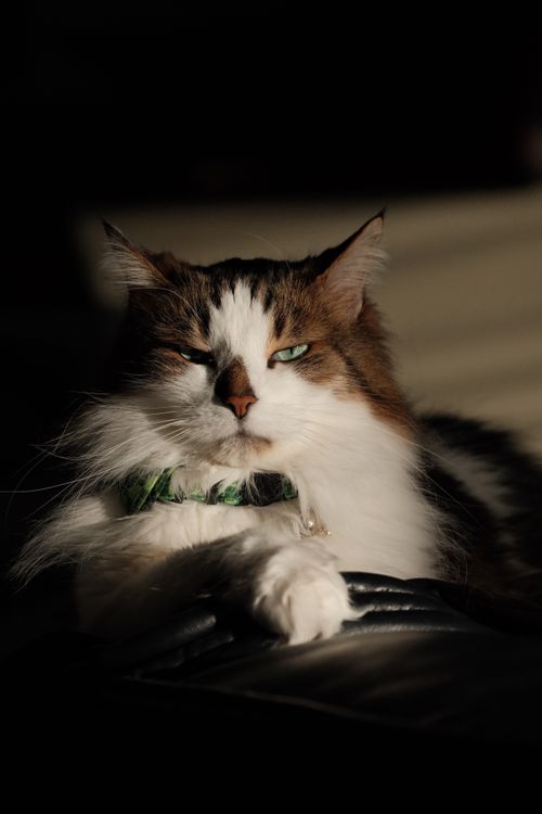 Free Serene domestic long-haired cat basking in sunlight indoors. Stock Photo
