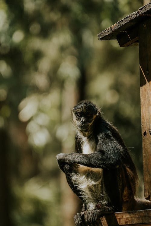 A monkey sitting on top of a wooden box