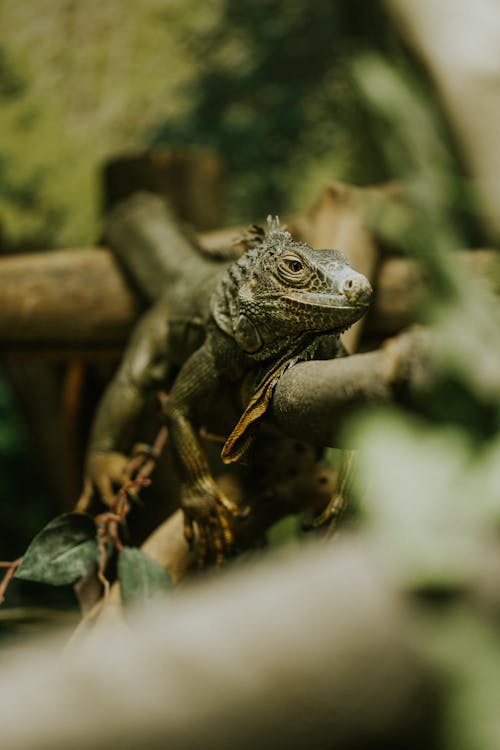 Iguana on a branch in a zoo