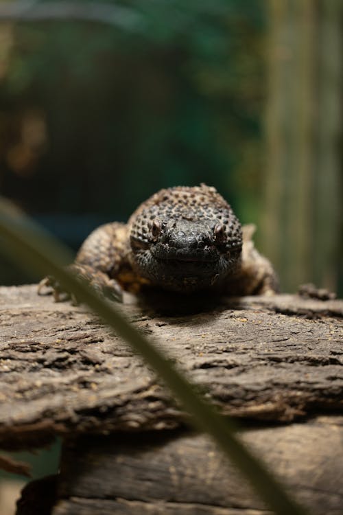 A lizard is sitting on top of a log