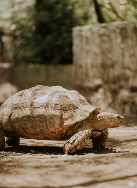 Close-up shot of an African spurred tortoise walking in a sunlit outdoor setting.