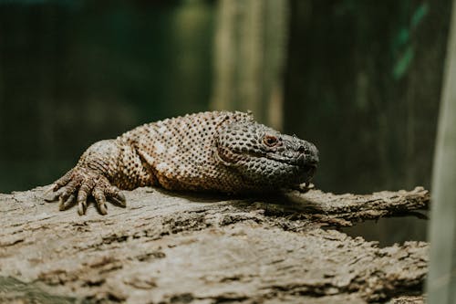 A large lizard sitting on top of a log