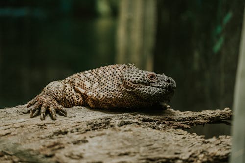 A large lizard sitting on top of a log