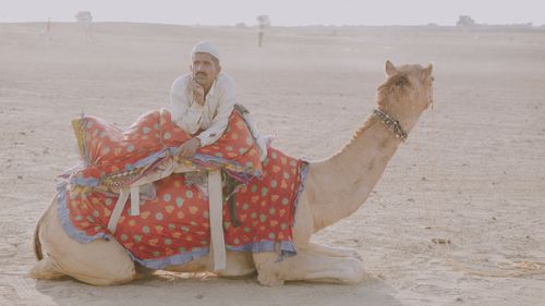 Free Man resting on a adorned camel in the serene desert landscape. Stock Photo