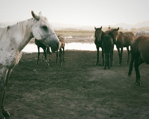 A group of horses standing in a field
