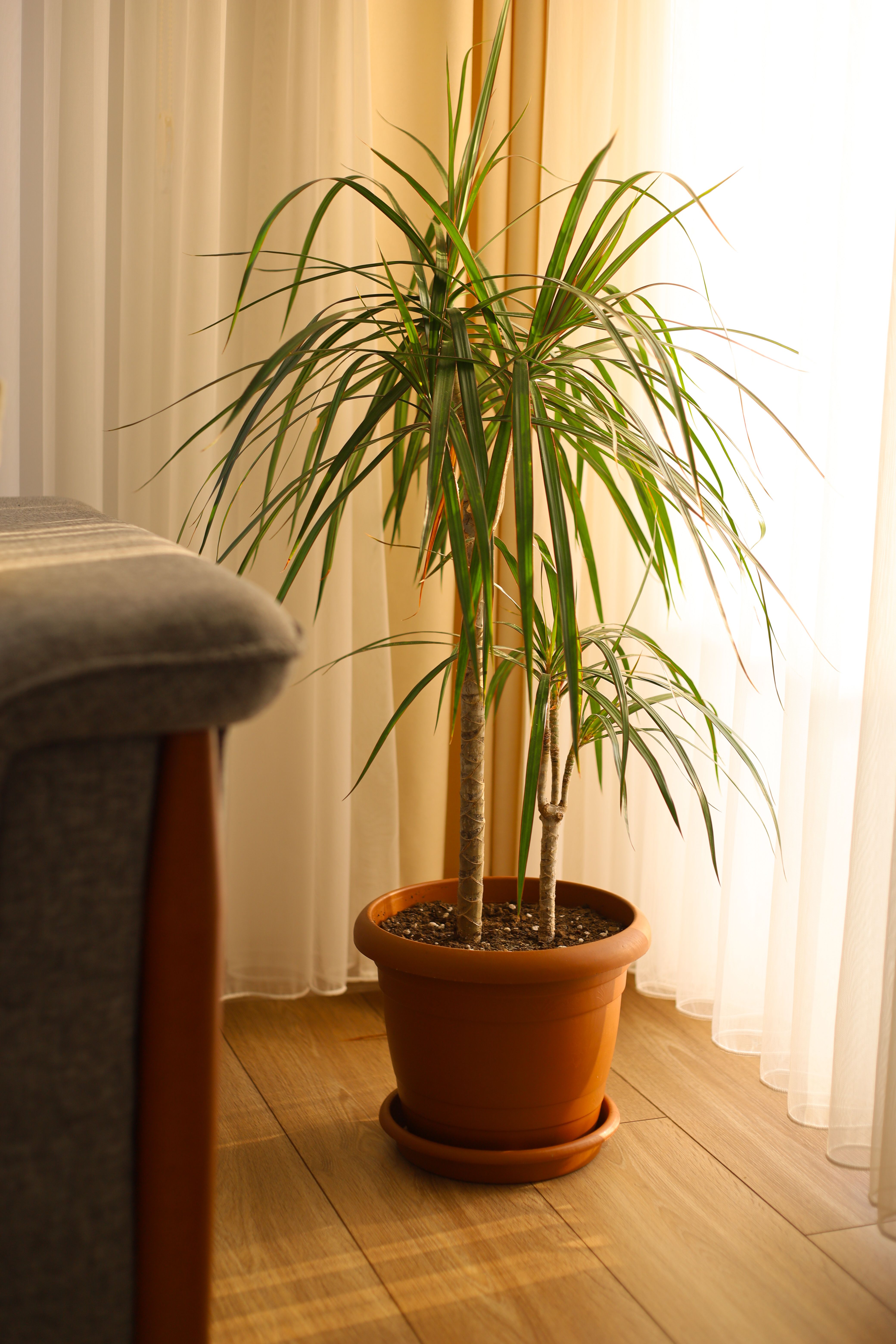 A potted plant sitting on a wooden floor · Free Stock Photo