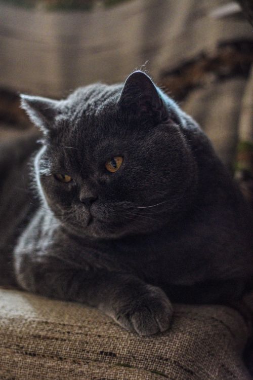 Free A contemplative gray British Shorthair cat lying indoors, focused on its surroundings. Stock Photo