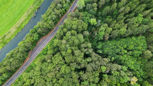 Aerial view of a forest road and trees