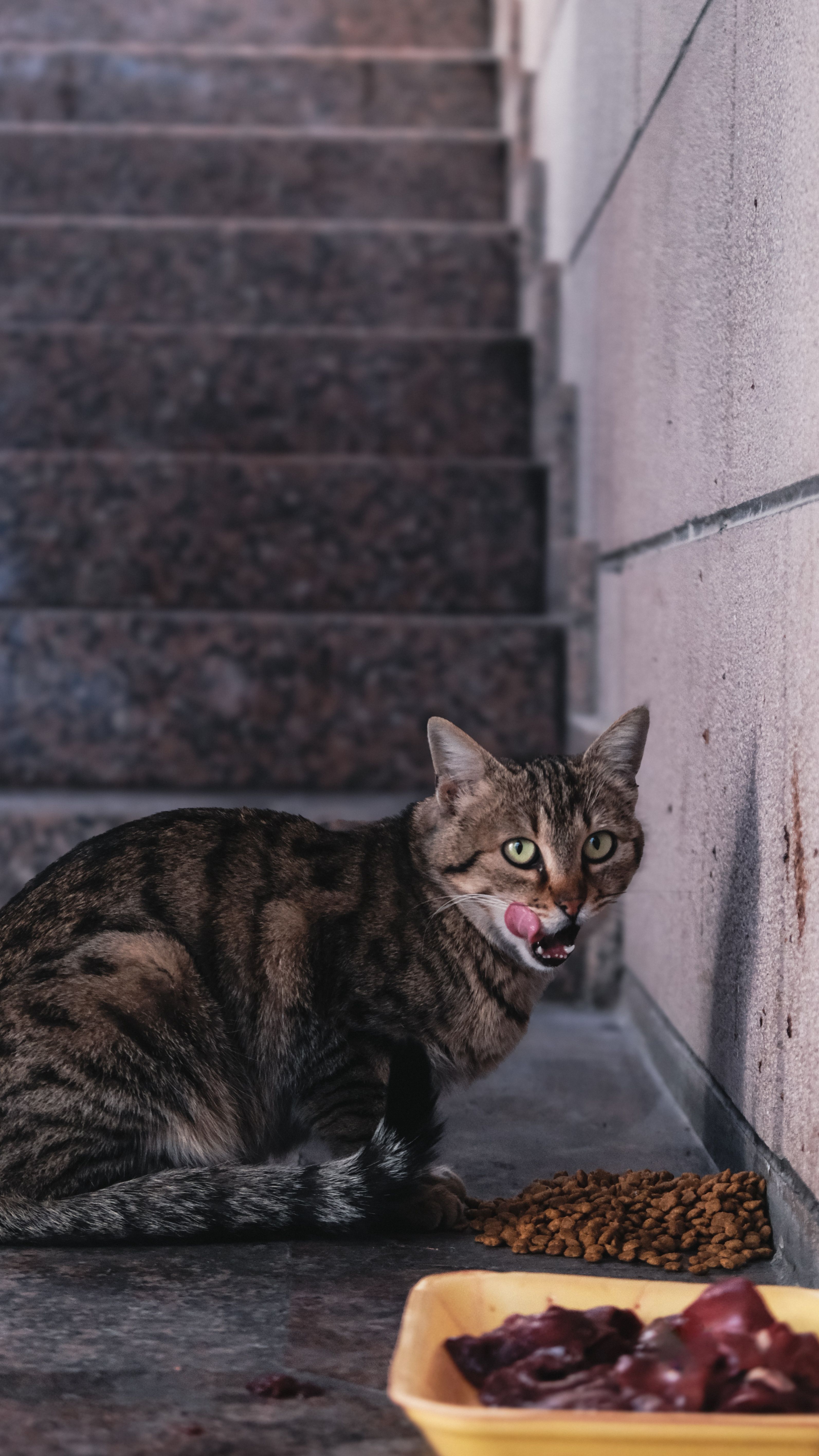 Cat eating grain free cat food from bowl — nutrition guide 2026