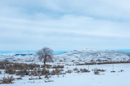 A snowy field with a tree in the middle