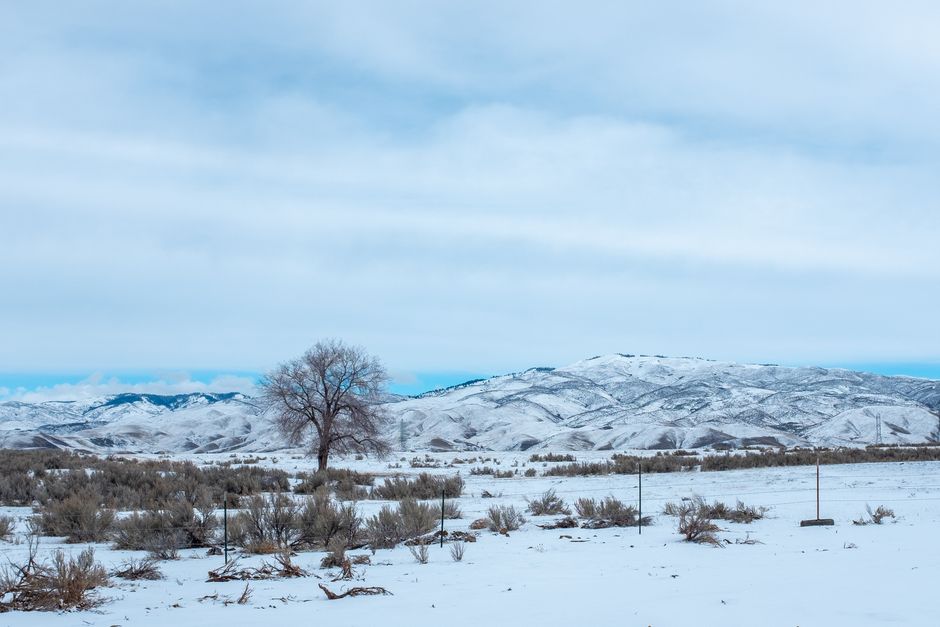 A tranquil snowy scene in Boise, Idaho featuring bare trees and distant hills.