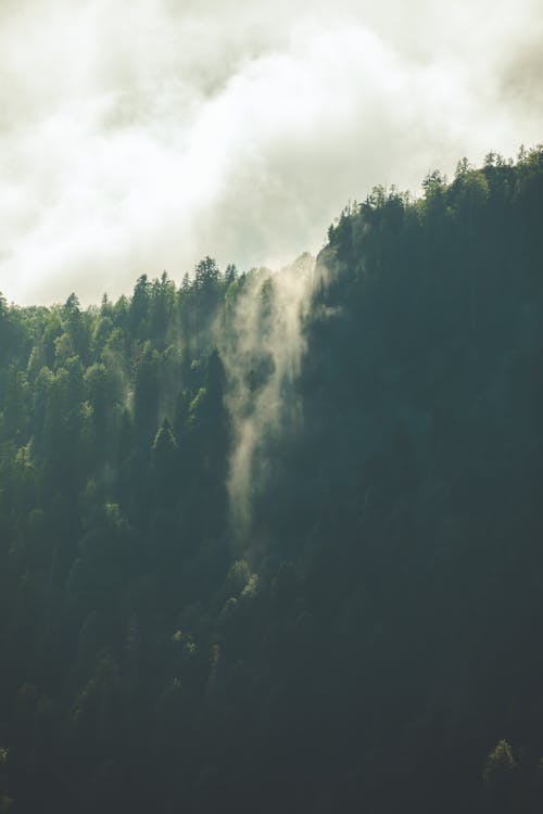 Gratis stockfoto met berg, bomen, Bos