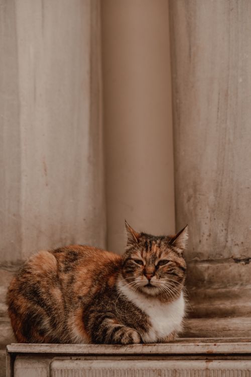 Free A cute tabby cat lounging peacefully on marble steps against a classic architectural backdrop. Stock Photo