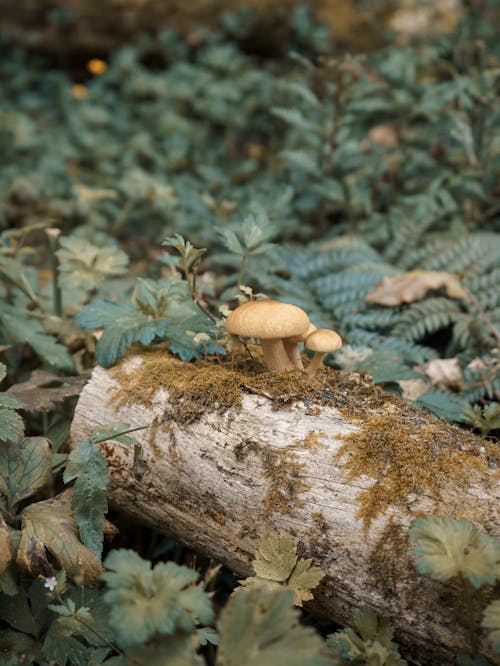 Gratis stockfoto met bladeren, boomstam, champignons