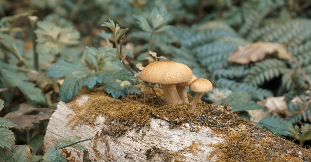 Functional mushrooms in a forest