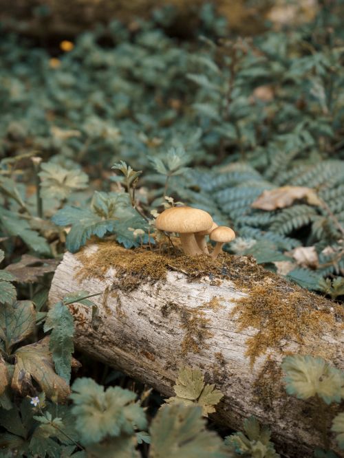 A cluster of woodland mushrooms in leaf litter — photo by Mario Amé on Pexels