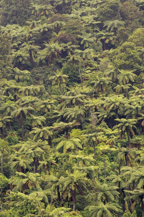 A lush green forest with many trees and ferns