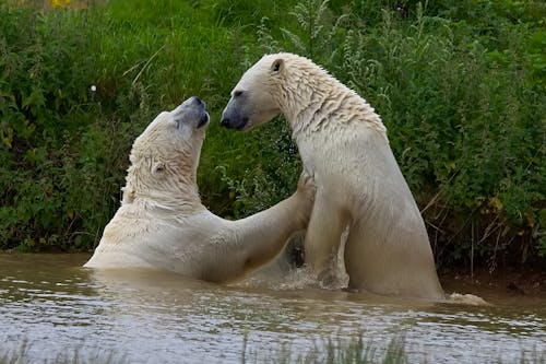 Two polar bears playing in the cool water.